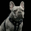 The ''Bijou'' harness Black & Blue Small to Medium Size by Bestia Dog Gear