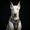 The "Candy" Black Harness by Bestia Dog Gear