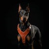 The ''Style'' harness Brown by Bestia Dog Gear