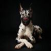 ''Eros'' Basket Muzzle black & red by Bestia Dog Gear