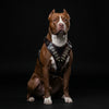 The "Steel" harness by Bestia Dog Gear