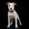 The "Viola Drops" puppy collar by Bestia Dog Gear