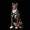 The "Eros" all Black Harness by Bestia Dog Gear