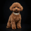The "Balthazar" puppy collar by Bestia Dog Gear