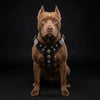 ''Bijou'' harness Black & Red for big dogs by Bestia Dog Gear