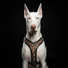 The Leopard Harness by Bestia Dog Gear