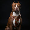 The "Hermes" leather harness - Large and Giant Breeds by Bestia Dog Gear