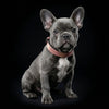 The ''Nostalgia Rose'' puppy collar by Bestia Dog Gear
