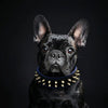 "Frenchie" collar by Bestia Dog Gear