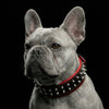 "Rocky" collar by Bestia Dog Gear