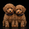 The ''Taurus'' puppy collar by Bestia Dog Gear