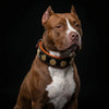 The "Bijou" collar orange by Bestia Dog Gear