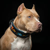 The Fire & Ash Limited Collar by Bestia Dog Gear