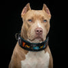 The Fire & Ash Limited Collar by Bestia Dog Gear