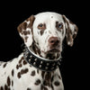 "Boston" collar by Bestia Dog Gear