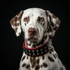 "Boston" collar by Bestia Dog Gear