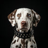 "Boston" collar by Bestia Dog Gear