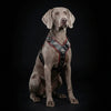 The "Eros" harness black & red by Bestia Dog Gear