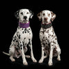 "Crystal" 2.8 inch wide soft leather collar by Bestia Dog Gear