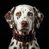 ''Diamond'' collar by Bestia Dog Gear