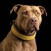 The ''Shrek'' collar by Bestia Dog Gear