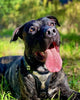 The "Hektor" harness by Bestia Dog Gear