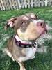 "Bijou" collar black & pink by Bestia Dog Gear