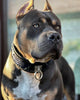 The ''Indigo'' collar by Bestia Dog Gear