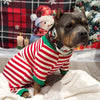 The Harley Limited Collar by Bestia Dog Gear