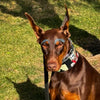 The Harley Limited Collar by Bestia Dog Gear