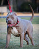 The ABKC Collar by Bestia Dog Gear