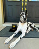 Atlantis Collar by Bestia Dog Gear