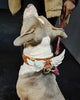 Hermes Collar by Bestia Dog Gear