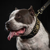 ''Imperium'' hand stitched 8 cm wide show collar by Bestia Dog Gear