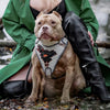The “Dragon's Eye” Harness LIMITED! by Bestia Dog Gear