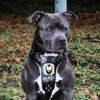 Irondog Harness by Bestia Dog Gear