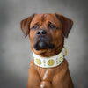 The "Maximus" collar 2.5 inch wide white & gold by Bestia Dog Gear