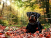 The "Gold Giant" collar by Bestia Dog Gear