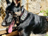 The "Kennel" collar- personalized! by Bestia Dog Gear
