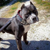 The "Kennel" collar- personalized! by Bestia Dog Gear