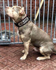 The "Kennel" collar- personalized! by Bestia Dog Gear