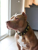 The "Maximus" collar 2.5 inch wide brown & gold by Bestia Dog Gear
