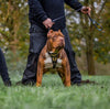 ''Midas'' leather dog harness gold medium size by Bestia Dog Gear