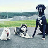 The "Metal" harness- Personalized! by Bestia Dog Gear