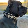 The ''Midas'' Collar Silver by Bestia Dog Gear