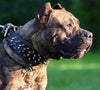 The "Crown" collar Black by Bestia Dog Gear