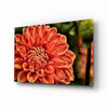 Orange Gerbera Glass Wall Art by Insigneart USA