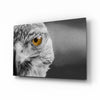 Falcon Glass Wall Art by Insigneart USA