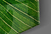 Green Leaf Glass Wall Art by Insigneart USA