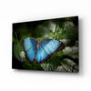 Butterfly Glass Wall Art by Insigneart USA